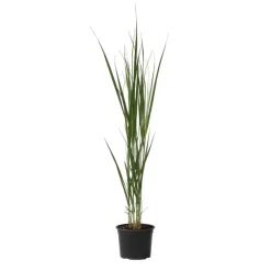 Plant in a Box Vingergras - Panicum virgatum 'Northwind' - Hoogte 40-60cm - ⌀23cm Hot