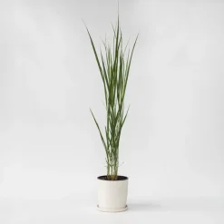 Plant in a Box Vingergras - Panicum virgatum 'Northwind' - Hoogte 40-60cm - ⌀23cm Hot
