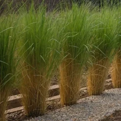 Plant in a Box Vingergras - Panicum virgatum 'Northwind' - Hoogte 40-60cm - ⌀23cm Hot