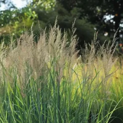 Plant in a Box Vingergras - Panicum virgatum 'Northwind' - Hoogte 40-60cm - ⌀23cm Hot