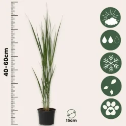 Plant in a Box Vingergras - Panicum virgatum 'Northwind' - Hoogte 40-60cm - ⌀23cm Hot