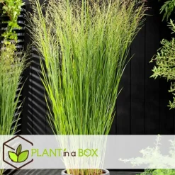 Plant in a Box Vingergras - Panicum virgatum 'Northwind' - Hoogte 40-60cm - ⌀23cm Hot