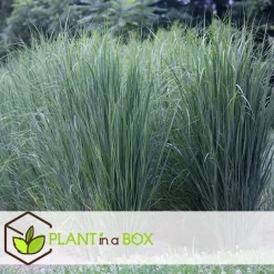Plant in a Box Vingergras - Panicum virgatum 'Northwind' - Hoogte 40-60cm - ⌀23cm Hot