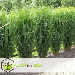 Plant in a Box Vingergras - Panicum virgatum 'Northwind' - Hoogte 40-60cm - ⌀23cm Hot