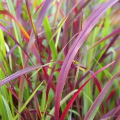 Plant in a Box Vingergras - Panicum Virgatum 'Squaw' - Hoogte 40-60cm - ⌀23cm Clearance