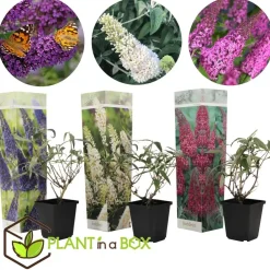 Plant in a Box Vlinderstruik - Set van 3 - Buddleja davidii - Hoogte 25-40cm - ⌀9cm Sale