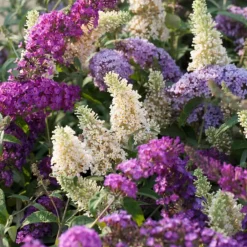 Plant in a Box Vlinderstruik - Set van 6 - Buddleja davidii - Hoogte 25-40cm - ⌀9cm Online