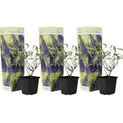 Plant in a Box Vlinderstruik - Set van 3 - Buddleja 'Nanho Blue' - Hoogte 25-40cm - ⌀9cm Outlet
