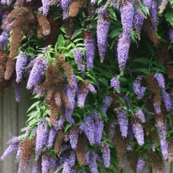 Plant in a Box Vlinderstruik - Set van 3 - Buddleja 'Nanho Blue' - Hoogte 25-40cm - ⌀9cm Outlet