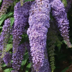Plant in a Box Vlinderstruik - Set van 3 - Buddleja 'Nanho Blue' - Hoogte 25-40cm - ⌀9cm Outlet