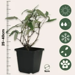 Plant in a Box Vlinderstruik - Set van 3 - Buddleja 'Nanho Blue' - Hoogte 25-40cm - ⌀9cm Outlet