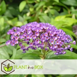 Plant in a Box Vlinderstruik - Set van 3 - Buddleja 'Nanho Blue' - Hoogte 25-40cm - ⌀9cm Outlet