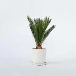 Plant in a Box Vredespalm - Cycas revoluta - Hoogte 45-60cm - ⌀15cm