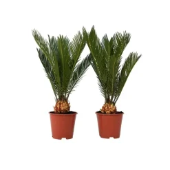 Plant in a Box Vredespalm - Set van 2 - Cycas revoluta - Hoogte 45-60cm - ⌀15cm Outlet