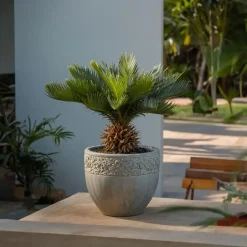 Plant in a Box Vredespalm - Set van 2 - Cycas revoluta - Hoogte 45-60cm - ⌀15cm Outlet