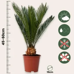 Plant in a Box Vredespalm - Set van 2 - Cycas revoluta - Hoogte 45-60cm - ⌀15cm Outlet
