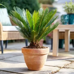 Plant in a Box Vredespalm - Set van 2 - Cycas revoluta - Hoogte 45-60cm - ⌀15cm Outlet