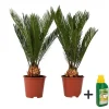 Plant in a Box Vredespalm met voeding - Set van 2 - Cycas revoluta - Hoogte 45-60cm - ⌀15cm Hot