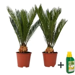 Plant in a Box Vredespalm met voeding - Set van 2 - Cycas revoluta - Hoogte 45-60cm - ⌀15cm Hot