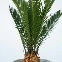 Plant in a Box Vredespalm met voeding - Set van 2 - Cycas revoluta - Hoogte 45-60cm - ⌀15cm Hot