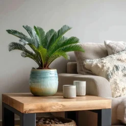 Plant in a Box Vredespalm met voeding - Set van 2 - Cycas revoluta - Hoogte 45-60cm - ⌀15cm Hot