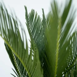 Plant in a Box Vredespalm met voeding - Set van 2 - Cycas revoluta - Hoogte 45-60cm - ⌀15cm Hot