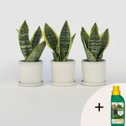 Plant in a Box Vrouwentong - Set van 3 - Sansevieria 'Futura Superba' - Hoogte 35-40cm - ⌀12cm Discount