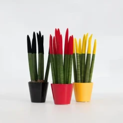 Plant in a Box Vrouwentong - Set van 3 - Sansevieria cylindrica - Hoogte 20-40cm - ⌀9cm Discount