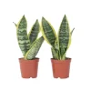 Plant in a Box Vrouwentong - Set van 2 - Sansevieria 'Futura Superba' - Hoogte 35-40cm - ⌀12cm Outlet