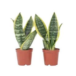 Plant in a Box Vrouwentong - Set van 2 - Sansevieria 'Futura Superba' - Hoogte 35-40cm - ⌀12cm Outlet
