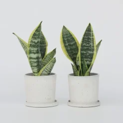 Plant in a Box Vrouwentong - Set van 2 - Sansevieria 'Futura Superba' - Hoogte 35-40cm - ⌀12cm Outlet