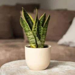 Plant in a Box Vrouwentong - Set van 2 - Sansevieria 'Futura Superba' - Hoogte 35-40cm - ⌀12cm Outlet