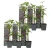 Plant in a Box Wilde wingerd - Set van 6 - Parthenocissus quinquefolia - Hoogte 25-40cm - ⌀9cm New