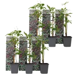 Plant in a Box Wilde wingerd - Set van 6 - Parthenocissus quinquefolia - Hoogte 25-40cm - ⌀9cm New