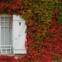Plant in a Box Wilde wingerd - Set van 6 - Parthenocissus quinquefolia - Hoogte 25-40cm - ⌀9cm New