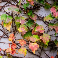 Plant in a Box Wilde wingerd - Set van 6 - Parthenocissus quinquefolia - Hoogte 25-40cm - ⌀9cm New