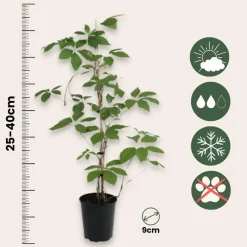 Plant in a Box Wilde wingerd - Set van 6 - Parthenocissus quinquefolia - Hoogte 25-40cm - ⌀9cm New