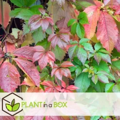Plant in a Box Wilde wingerd - Set van 6 - Parthenocissus quinquefolia - Hoogte 25-40cm - ⌀9cm New