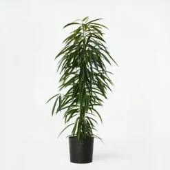 Plant in a Box Wilgenblad Ficus - Ficus binnendijkii - Hoogte 100-110cm - ⌀21cm Online
