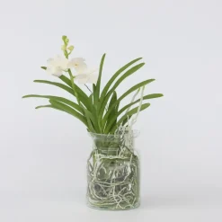 Plant in a Box Witte Orchidee met vaas - Vanda 'White' - Hoogte 40-50cm - ⌀14cm New