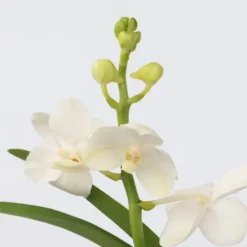 Plant in a Box Witte Orchidee met vaas - Vanda 'White' - Hoogte 40-50cm - ⌀14cm New