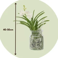 Plant in a Box Witte Orchidee met vaas - Vanda 'White' - Hoogte 40-50cm - ⌀14cm New
