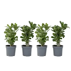 Plant in a Box Woestijnroos - Set van 4 - Adenium obesum - Hoogte 25-40cm - ⌀10,5cm