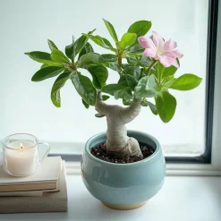 Plant in a Box Woestijnroos - Set van 4 - Adenium obesum - Hoogte 25-40cm - ⌀10,5cm