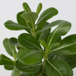 Plant in a Box Woestijnroos - Set van 4 - Adenium obesum - Hoogte 25-40cm - ⌀10,5cm