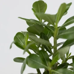 Plant in a Box Woestijnroos - Set van 4 - Adenium obesum - Hoogte 25-40cm - ⌀10,5cm