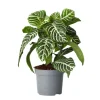 Plant in a Box Zebraplant - Aphelandra squarrosa 'Botanica' - Hoogte 25-45cm - ⌀13cm