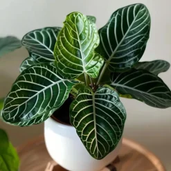 Plant in a Box Zebraplant - Aphelandra squarrosa 'Botanica' - Hoogte 25-45cm - ⌀13cm