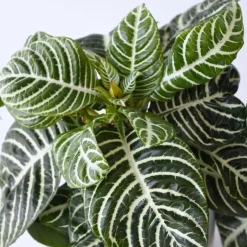 Plant in a Box Zebraplant - Aphelandra squarrosa 'Botanica' - Hoogte 25-45cm - ⌀13cm