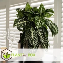 Plant in a Box Zebraplant - Aphelandra squarrosa 'Botanica' - Hoogte 25-45cm - ⌀13cm